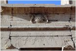 Der Horus-Tempel in Edfu<br>Bild 5/50