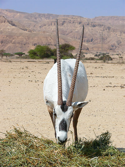 Arabische Oryx-Antilope