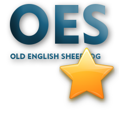 OES - Old English Sheepdog