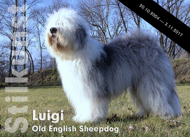 Luigi - Old English Sheepdog