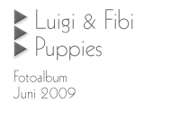 Luigi & Fibi: Puppies