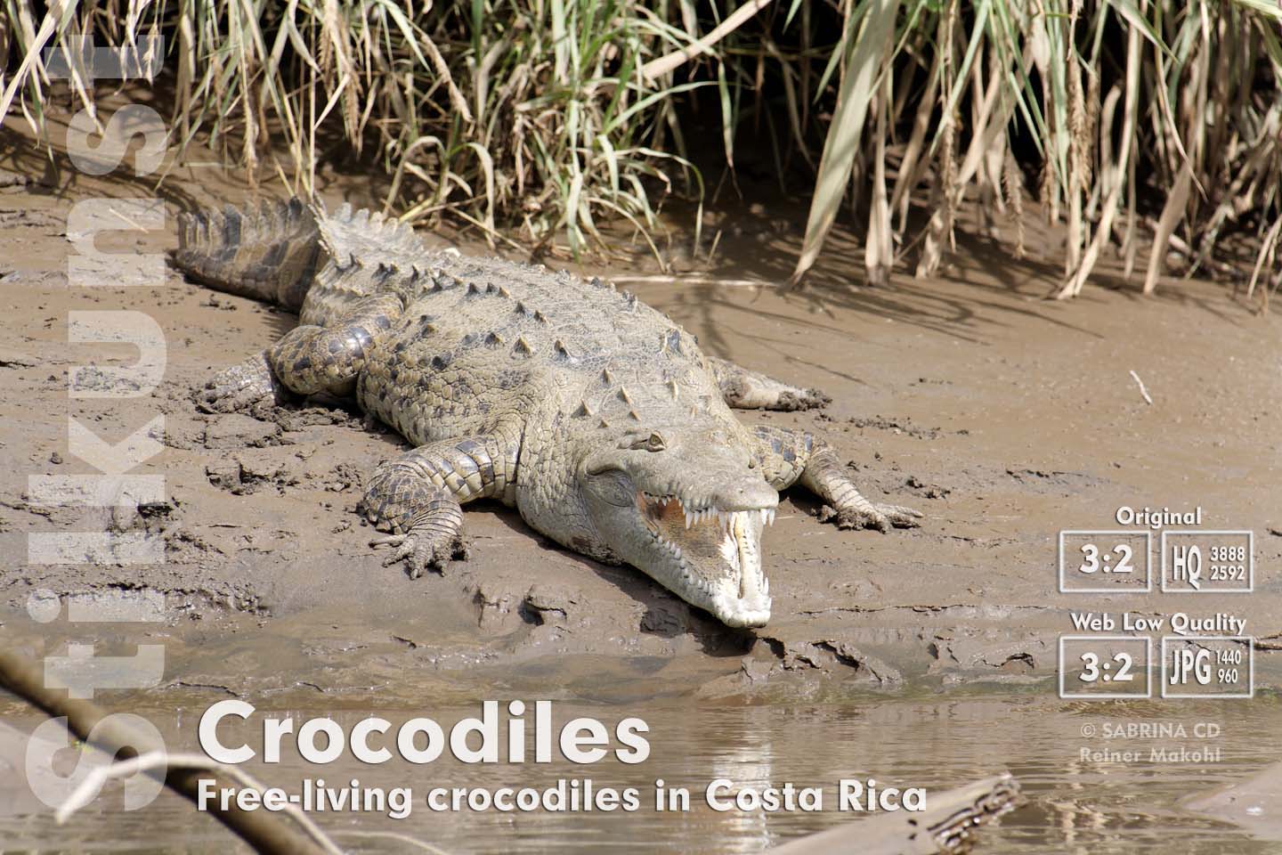 Free-living crocodiles in Costa Rica