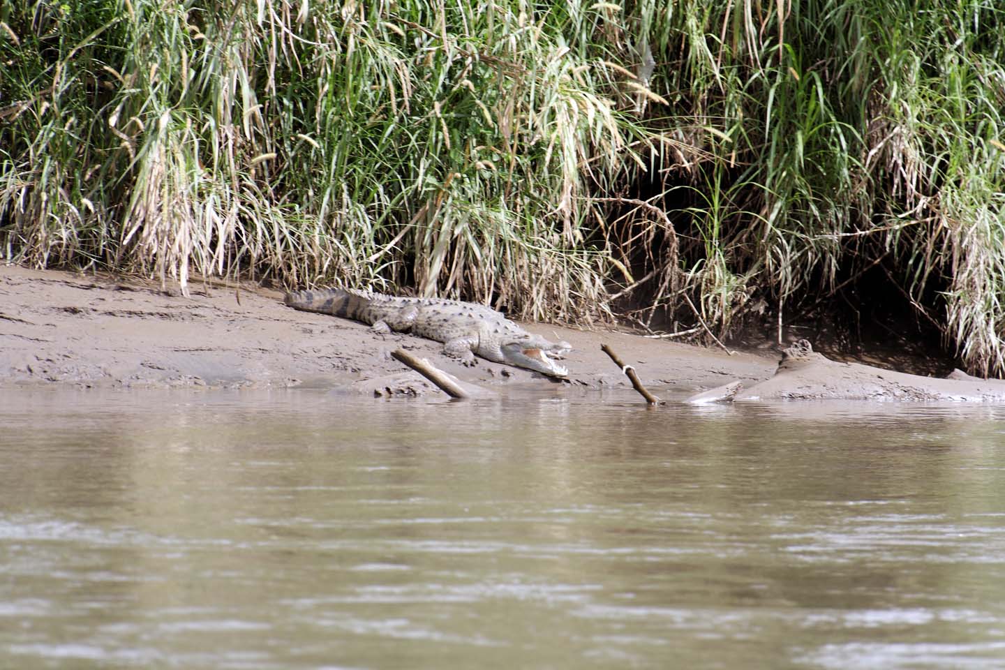 Bild 1: Crocodiles