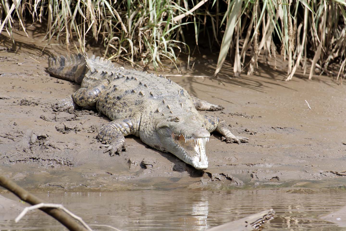 Bild 2: Crocodiles