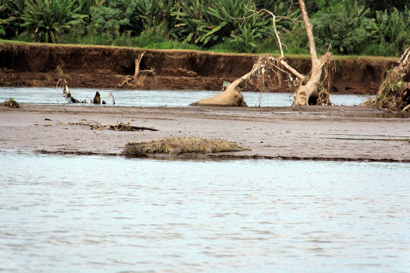 Bild 3: Crocodiles