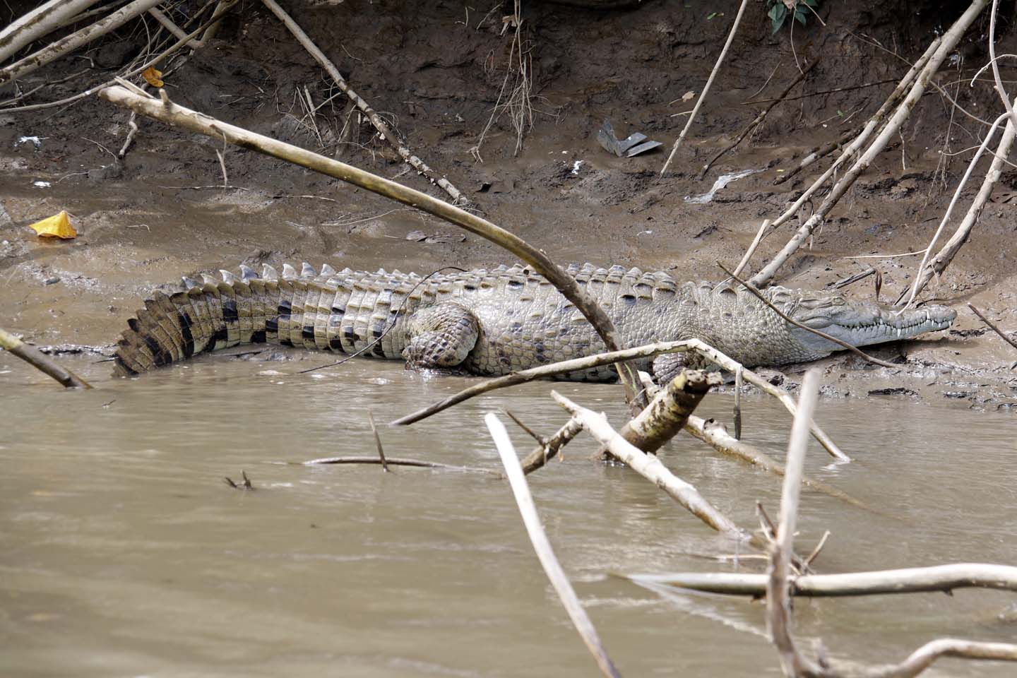Bild 5: Crocodiles