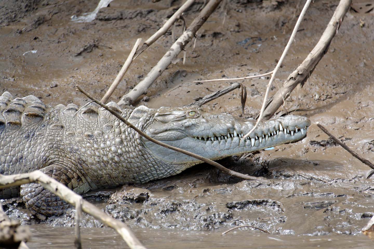 Bild 6: Crocodiles