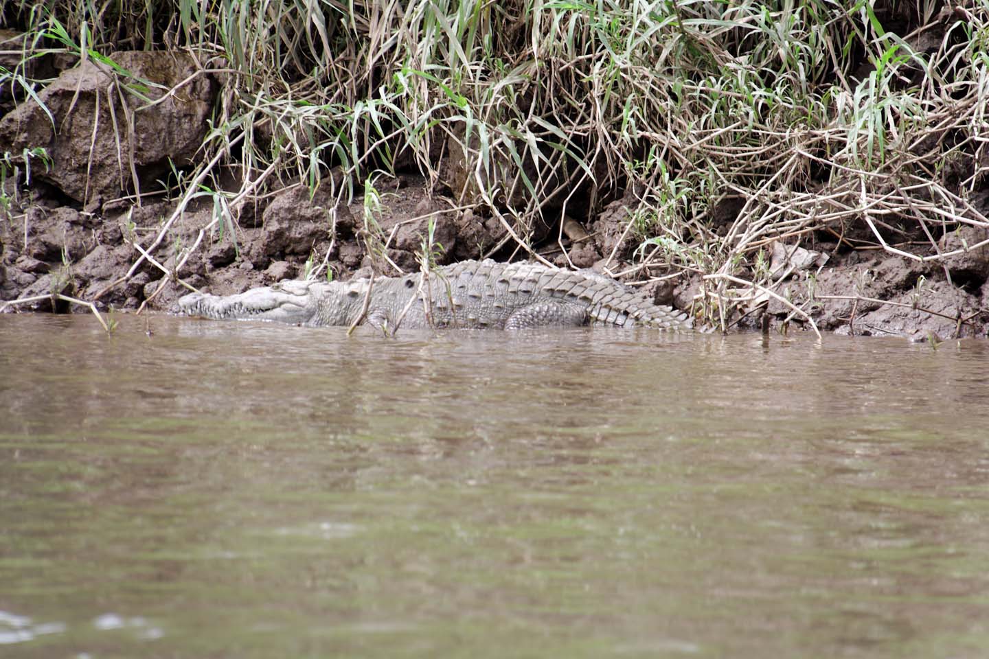 Bild 8: Crocodiles