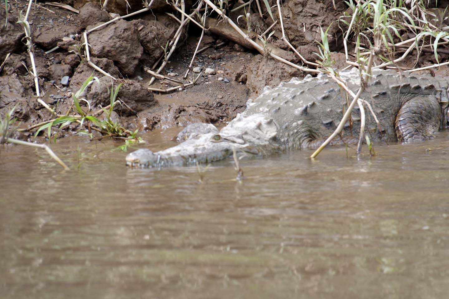 Bild 10: Crocodiles