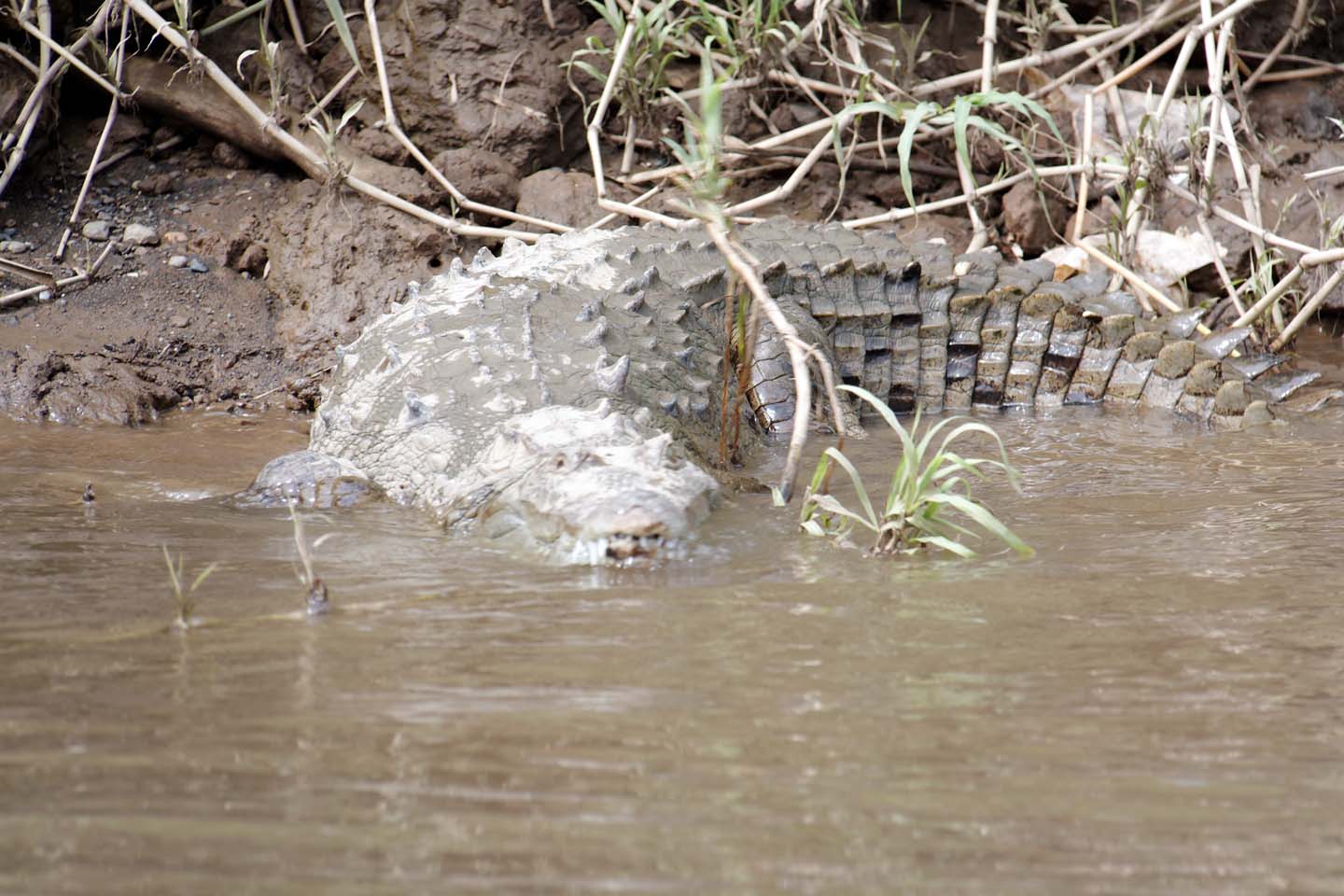 Bild 11: Crocodiles