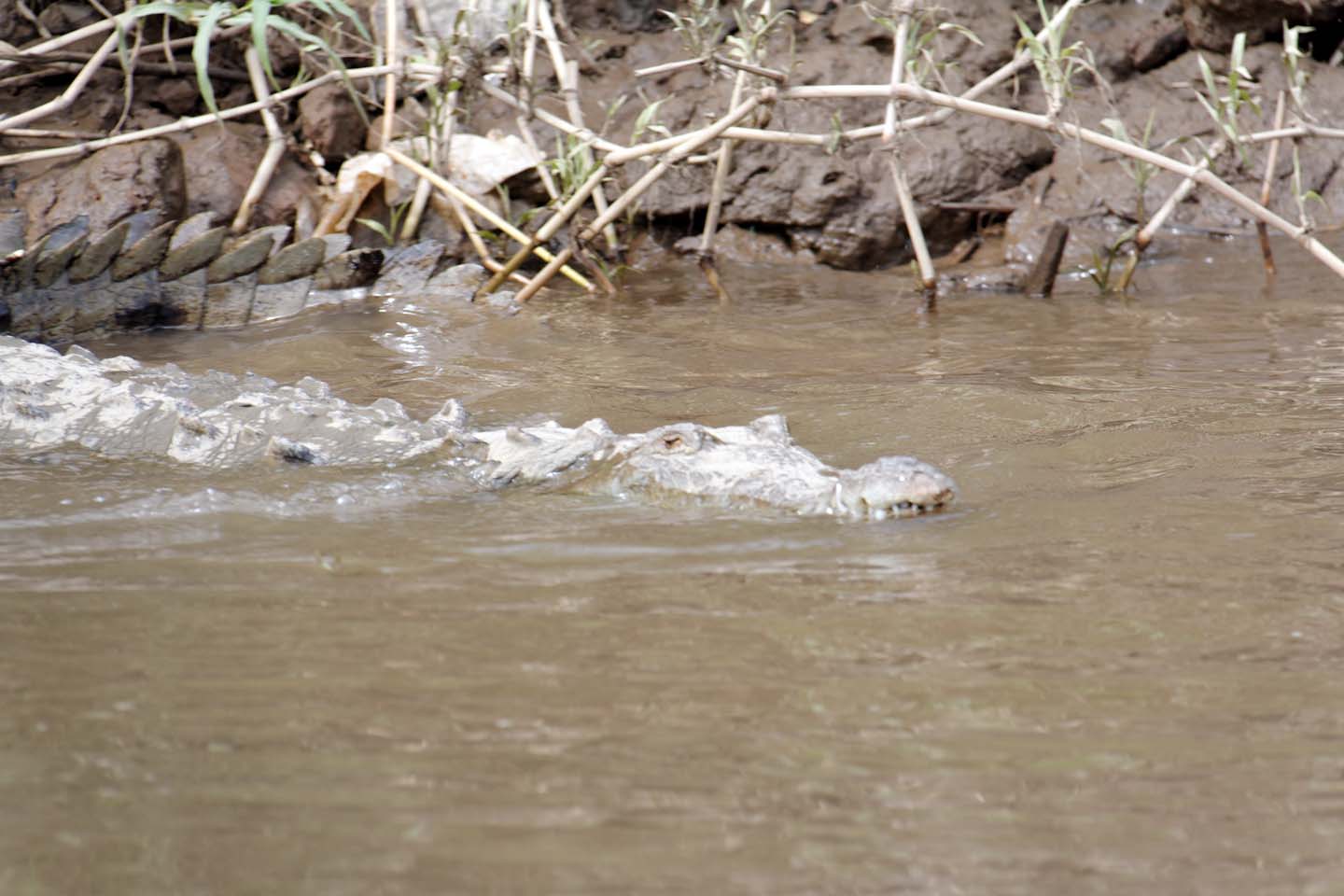 Bild 12: Crocodiles