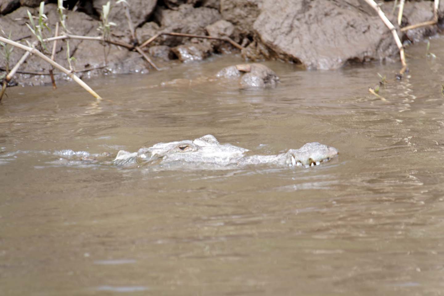 Bild 13: Crocodiles