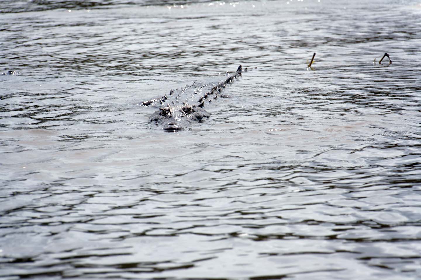 Bild 20: Crocodiles