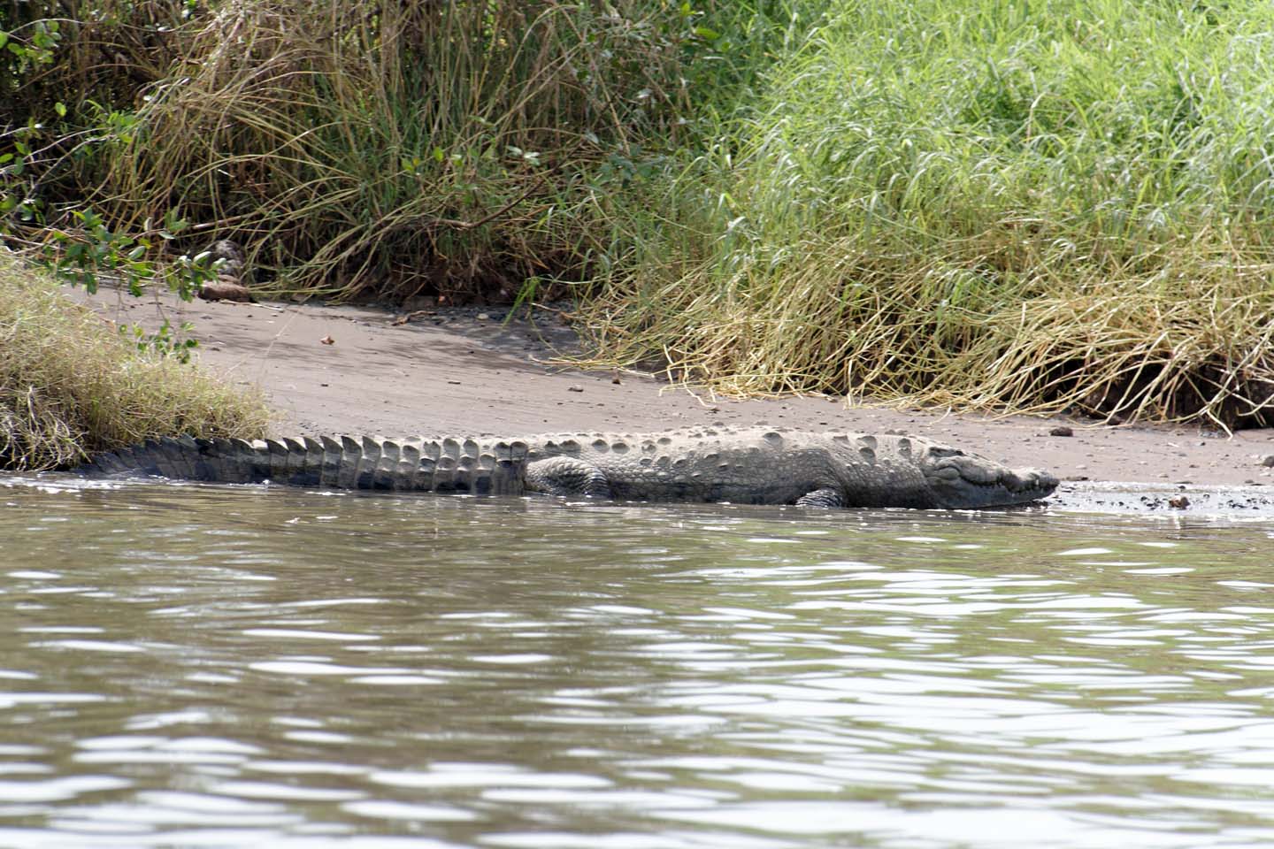 Bild 21: Crocodiles