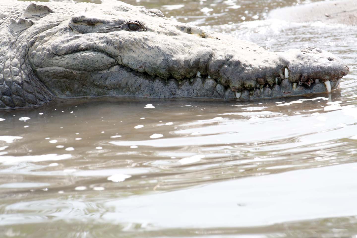 Bild 23: Crocodiles