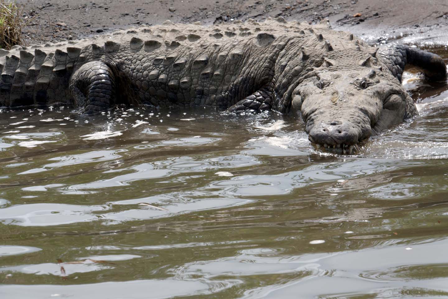 Bild 24: Crocodiles