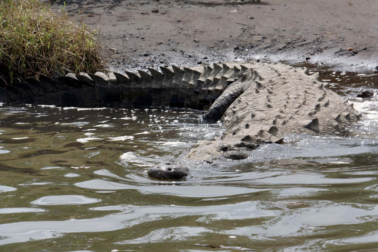 Bild 25: Crocodiles