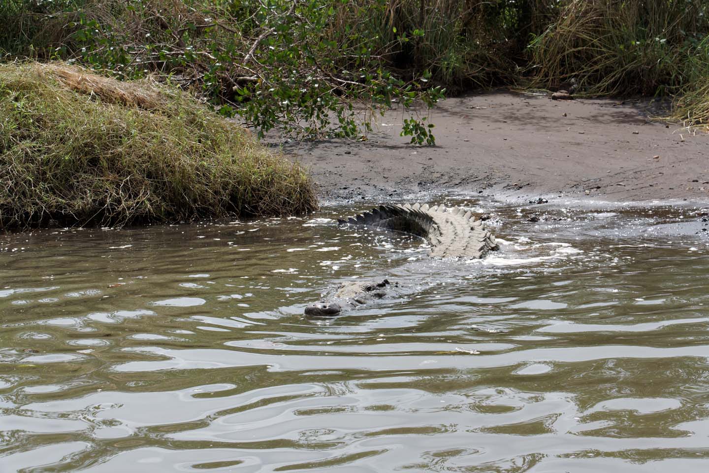 Bild 26: Crocodiles