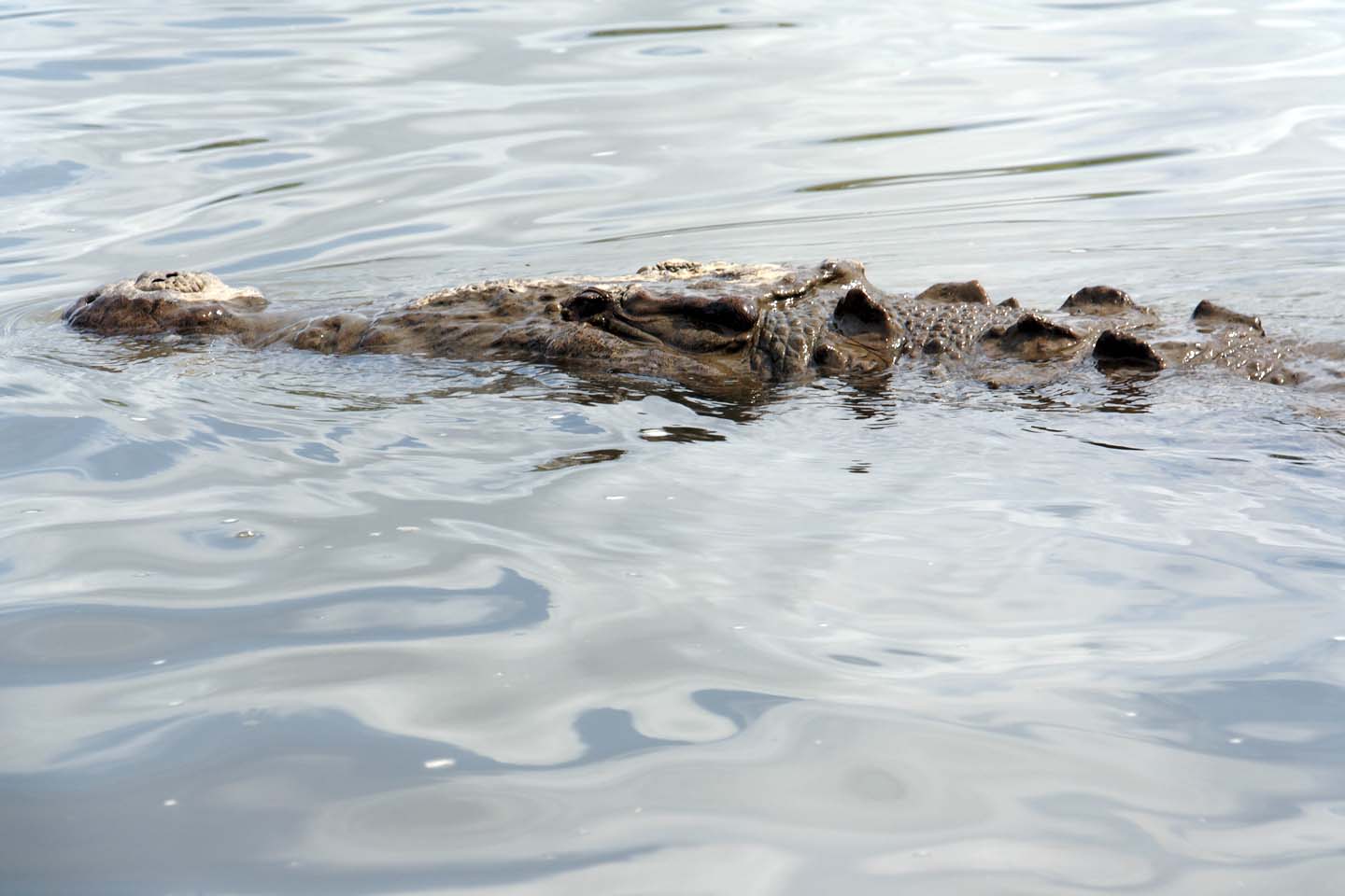 Bild 27: Crocodiles