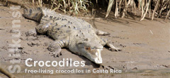 Krokodile in Costa Rica