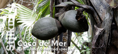 Seychellenpalme Coco de Mer