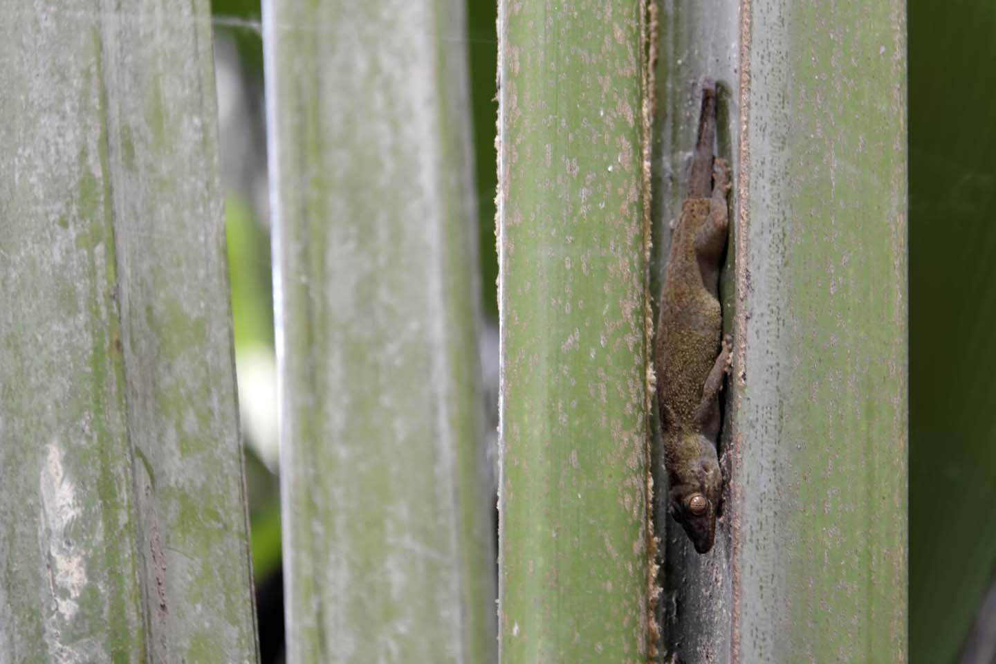 Bild 6: Taggecko im Vallée de Mai | Day Gecko