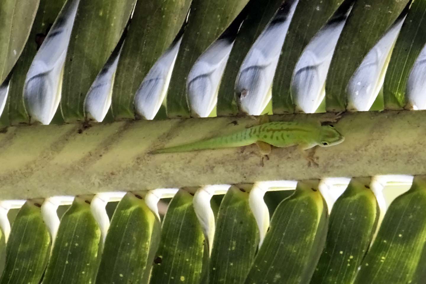 Bild 8: Taggecko | Day Gecko