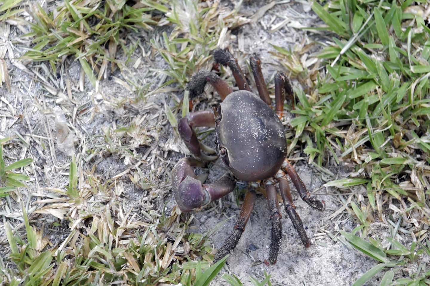Bild 15: Krabbe | Crab