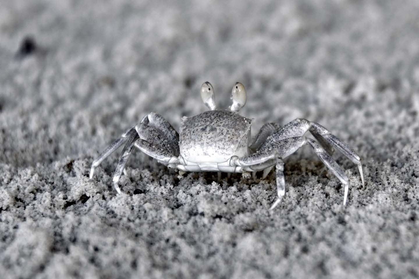 Bild 33: Weiße Sandkrabe | Crab