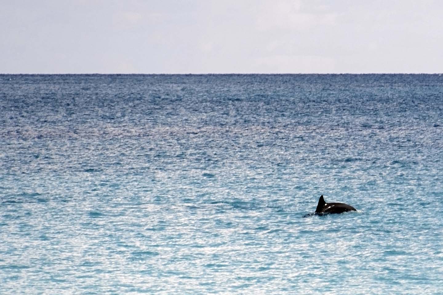 Bild 35: Delphine in der Anse Lazio | Dolphins