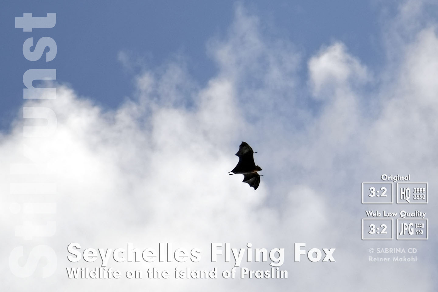 Flughund | Flying Fox