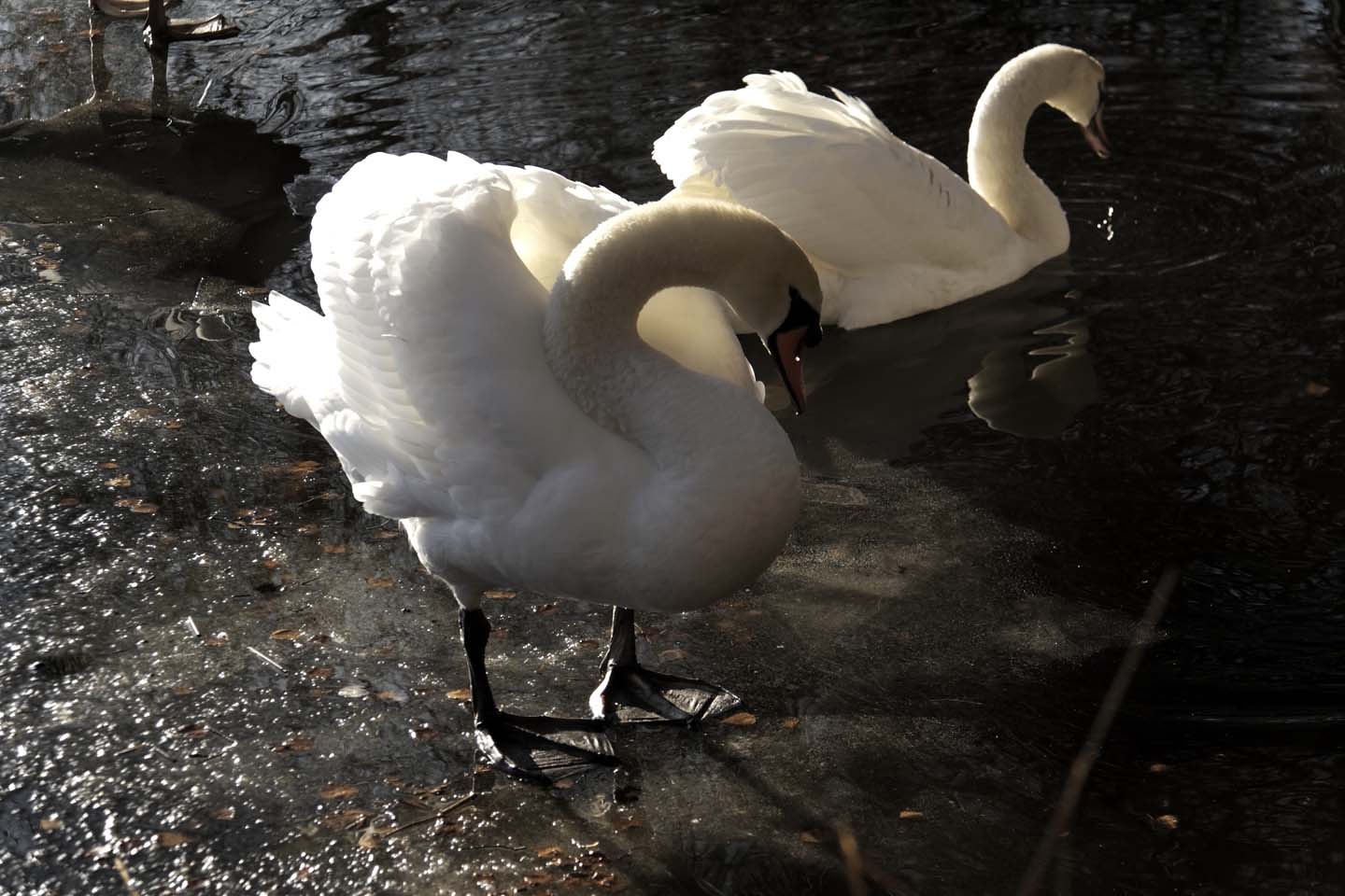 Bild 23: Schwäne | Swans