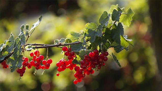 Phänologischer Hochsommer | Reife Früchte der Roten Johannisbeere zeigen den Zeitpunkt an.