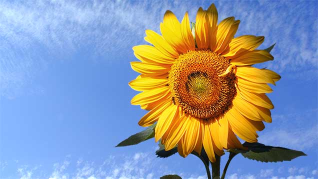 Sommer | Sonnenblume auf dem Feld | Foto: © Sabrina | Reiner | Lizenz CC BY-SA