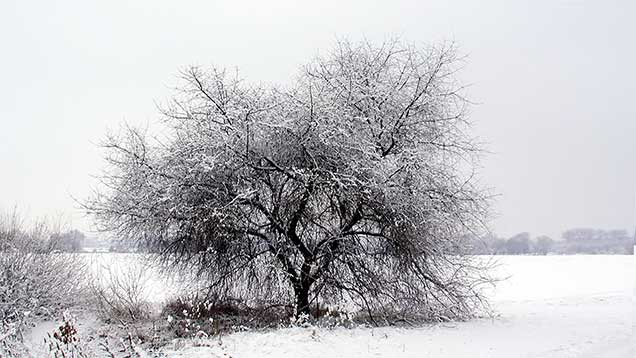 Winter | Spaziergang über schneebedeckte Felder | Foto: © Sabrina | Reiner | Lizenz CC BY-SA