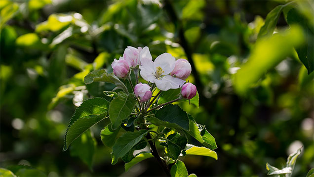 Phänologischer Vollfrühling | Die Blüte des Apfelbaums zeigt den Zeitpunkt an.