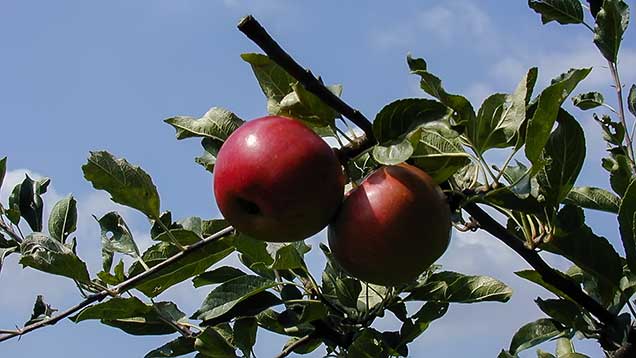 Phänologischer Spätsommer | Reife Früchte früher Apfelsorten zeigen den Zeitpunkt an.