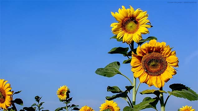 Sonnenblumen auf dem Feld | 636 x 358px | Bild: ©by Sabrina | Reiner | www.stilkunst.de | Lizenz: CC BY-SA