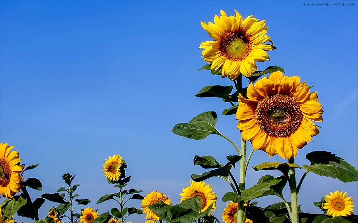 Sonnenblumen auf dem Feld | 1440 x 900px | Bild: ©by Sabrina | Reiner | www.stilkunst.de | Lizenz: CC BY-SA