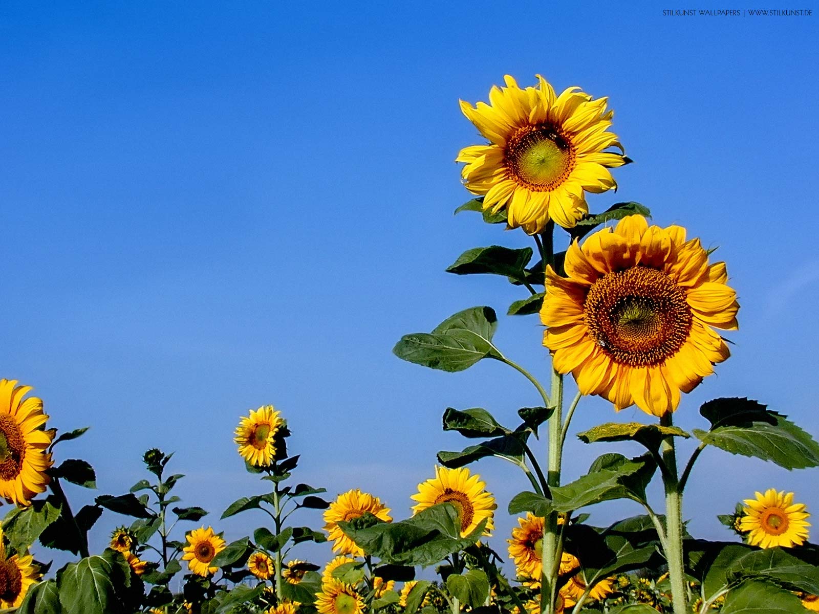 Sonnenblumen auf dem Feld | 1600 x 1200px | Bild: ©by Sabrina | Reiner | www.stilkunst.de | Lizenz: CC BY-SA